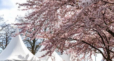 Cherry Blossom in Langelinie park on a beautiful spring day. Sakura festival in Copenhagen
