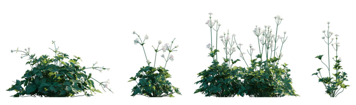 Astrantia major plant with white flowers frontal isolated png on a transparent background premium cutout	