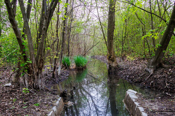 The bed of the Brunnenbach stream in the D&uuml;rrenast heathland in the city forest of the Fugger city of Augsburg
