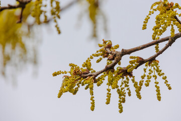 Yellow panicles of an oak tree in spring in the Dürrenast Heath in the city forest of the Fugger...