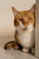 Cute Ginger tabby cat portrait