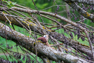 Soft toy bird on a tree trunk in the Dürrenast Heath in the city forest of the Fugger city of Augsburg