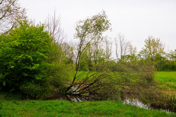 Tree trunk gnawed by a beaver on the banks of the Brunnenbach stream in the Dürrenast Heath in the city forest of the Fugger city of Augsburg
