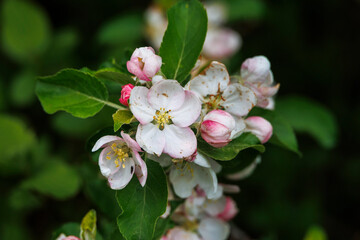 Blossoms of an apple tree in the Dürrenast Heath in the city forest of the Fugger city of Augsburg