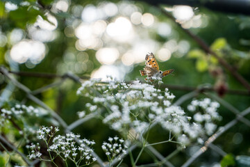 Schmetterling Kleiner Fuchs (Aglais urticae, Syn.: Nymphalis urticae) mit zerrissenen Flügeln auf...