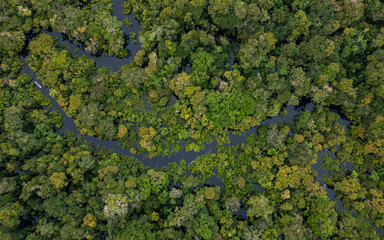 TAHUAYO RIVER IN THE TOWN OF LORETO IN THE PERUVIAN AMAZON, THE TAHUAYO IS AN AREA WITH HIGH BIODIVERSITY, ABUNDANT EXOTIC WILDLIFE, THE TAHUAYO RIVER TOURIST ATTRACTION, TAHUAYO TOURISM IN AMAZON
