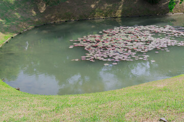 Lotus flowers in a Japanese garden, Uji, Kyoto Prefecture.