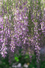 Wisteria trellis in Kyoto, Uji City, Kyoto Prefecture.