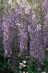 Wisteria trellis in Kyoto, Uji City, Kyoto Prefecture.