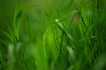 Natural floral background vivid green grass in summer