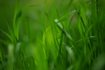 Kissenbezug Natural floral background vivid green grass in summer © Omega