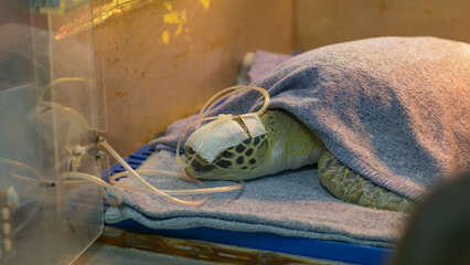 Close up of sick sea turtle in Laboratory at Sattahip Sea animal health care hospital.