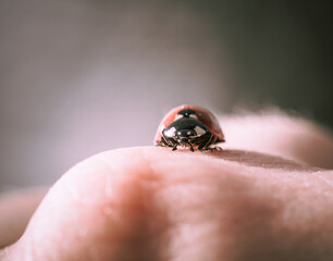 a close - up view. ladybug.