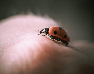 Fototapeta premium a close - up view. ladybug.