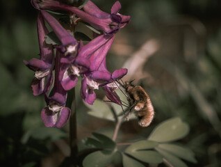 honey bee pollinating purple flower in the garden