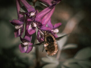 honey bee pollinating purple flower in the garden