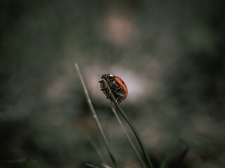 a close - up view. ladybug.