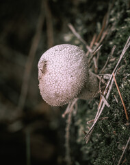 close up view of a white mushroom in the forest