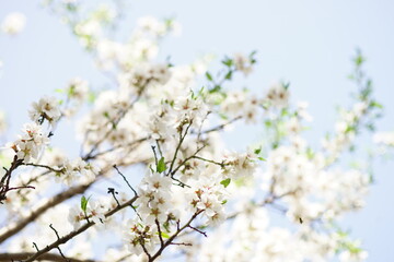 Almond tree branch with big white flowers
