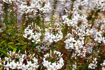 Spinnenblume oder Spinnenpflanze (Tarenaya hassleriana) Staude mit vielen Blüten  - obrazy, fototapety, plakaty