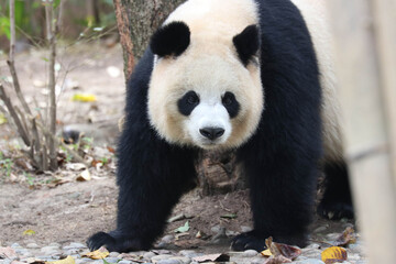 Close up Happy Giant Panda, Chengdu, China