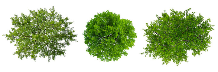 Trees top view, isolated on transparent background  - obrazy, fototapety, plakaty