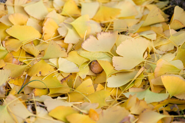 View of the yellow ginkgo leaves fallen on the ground and rock in autumn