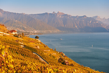 Golden landscape of Lavaux vineyards in autumn, Switzerland