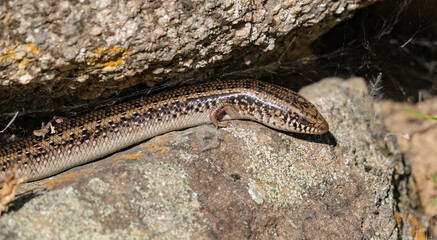 Sardinian gongilo, small saurto of the skink family