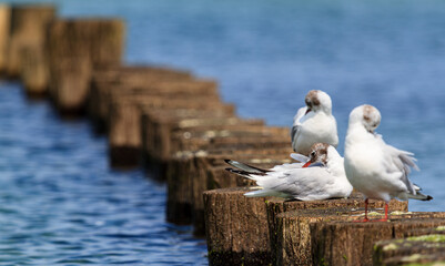Group of young seagulls preening on a groyne.