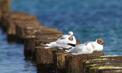 Group of young seagulls preening on a groyne.
