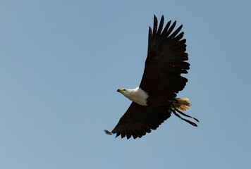 White-tailed eagle at an air show, feeling of freedom 