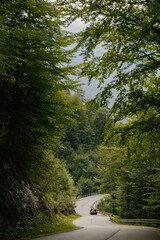 road in the woods forest green deep Austria trees