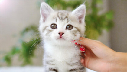 Fototapeta premium Happy kitten likes being stroked by woman's hand. The British Shorthair. Happy cute gray British short hair kitten likes being stroked by woman's hand on the chin, on modern home background. animals