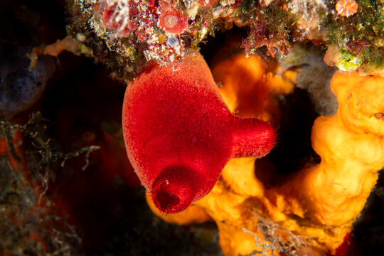 Close-up of a tunicate Halocynthia papillosa