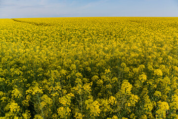 Brassica napus(Oilseed Rape)

