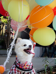 Puppy with colorful balloons