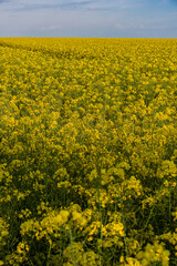 Obraz premium Brassica napus(Oilseed Rape)