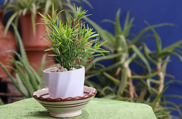 Potted Succulent Plant on Green Table