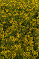Brassica napus(Oilseed Rape)

