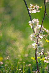 blooming plum branch against a background of sunny bokeh and shining grass in bokeh.