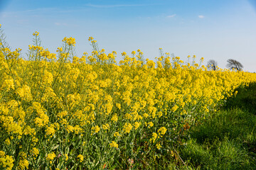 Brassica napus(Oilseed Rape)


