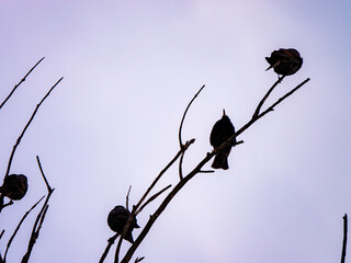 Starlings (Sturnus vulgaris) perched on a branch - obrazy, fototapety, plakaty