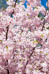 cherry blossom over blue sky