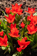 small tulips in the garden