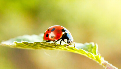 Ladybug and Leaf