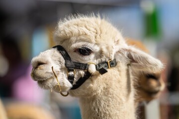 Obraz premium Majestic Alpaca in Golden Glow: Standing Tall in Lush Green Pasture with Rustic Harness in australia