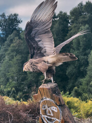 A bird is perched on a wooden post with a face drawn on it. The bird is looking down at the ground