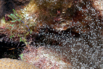 Shrimp eggs on a coral reef