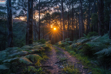 A peaceful hike through the bush at sunrise.